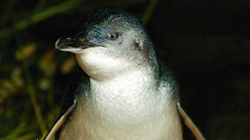 The famous penguin parade will lure you to the island but the Phillip Island Tour with Oceania Tours will allow you to discover so much more, including: Moonlit Sanctuary, the Nobbies, Woolamai Surf beach (time permitting) and of course, the island’s black tie gala event: the Penguin Parade.